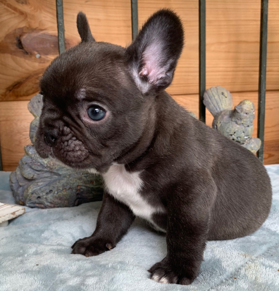 Chocolate French Bulldog